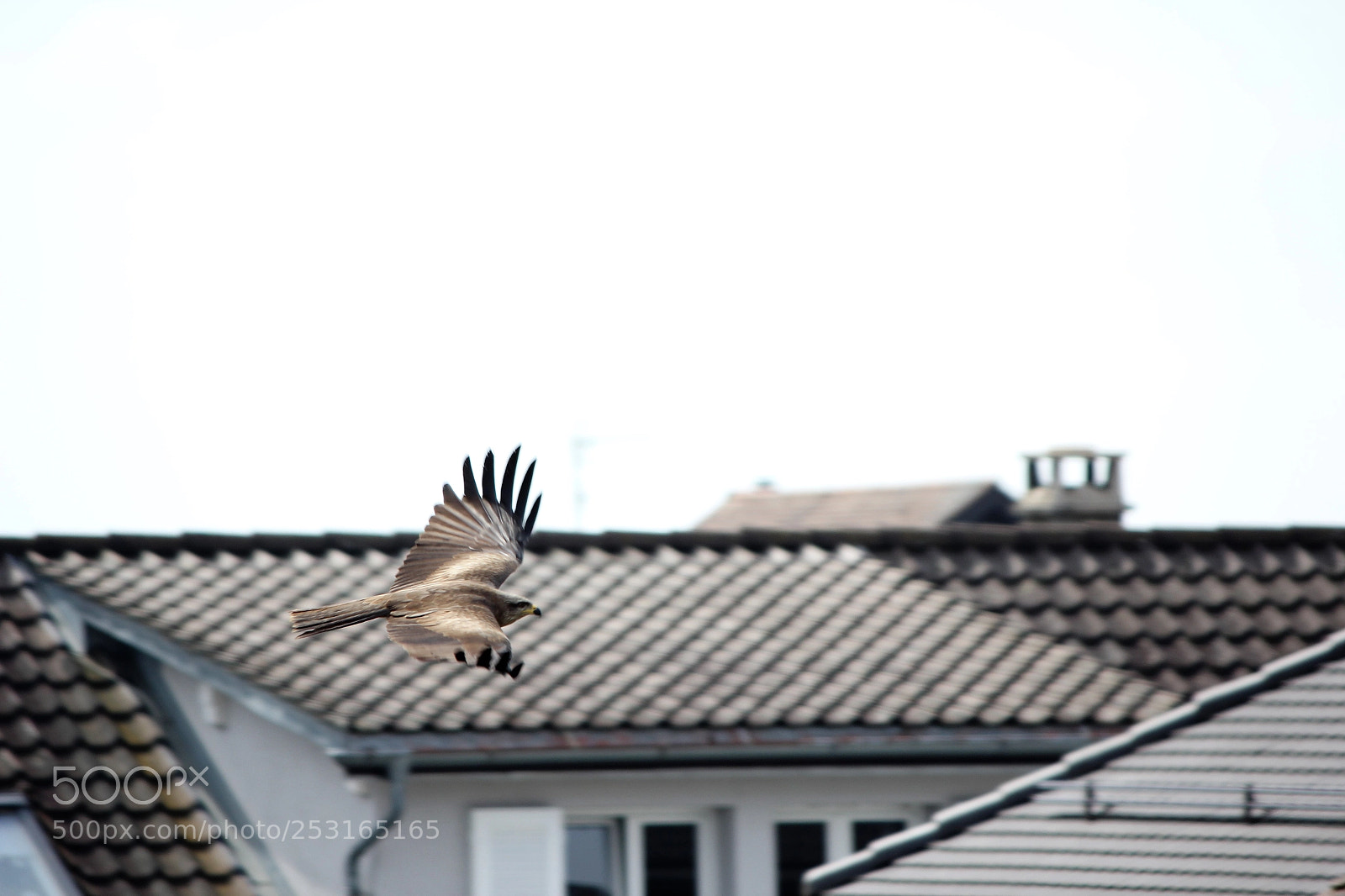 Canon EOS 60D sample photo. I fly with you photography