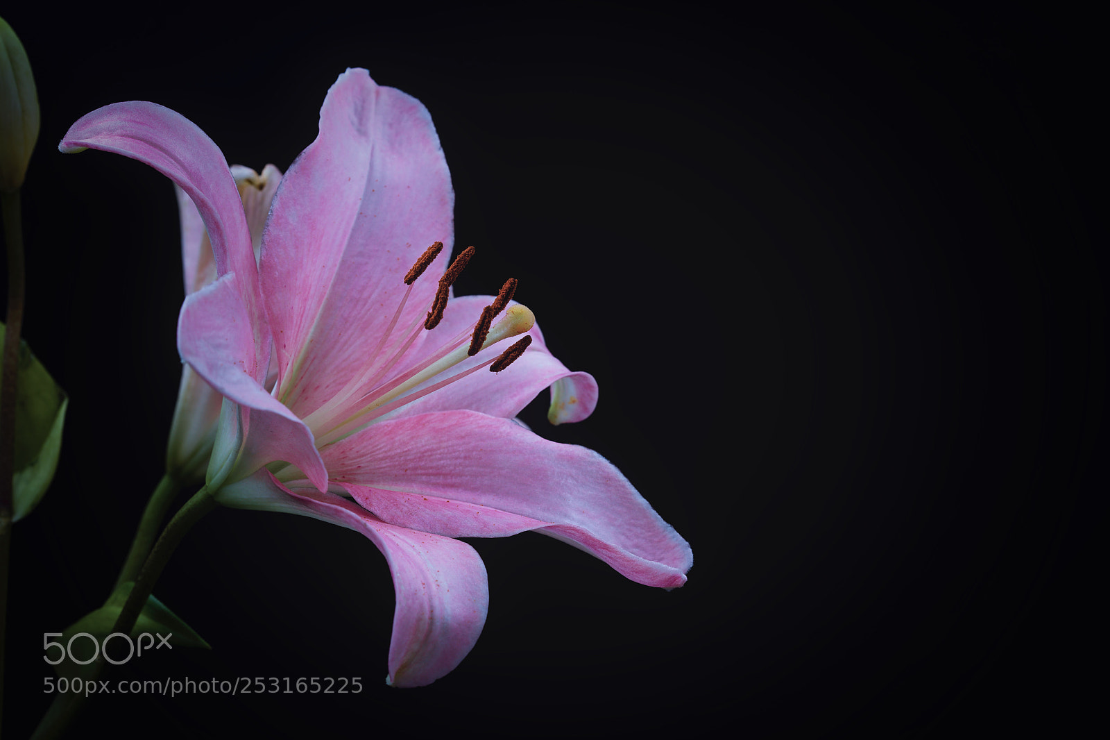 Canon EOS 5DS R sample photo. "pink suede" photography