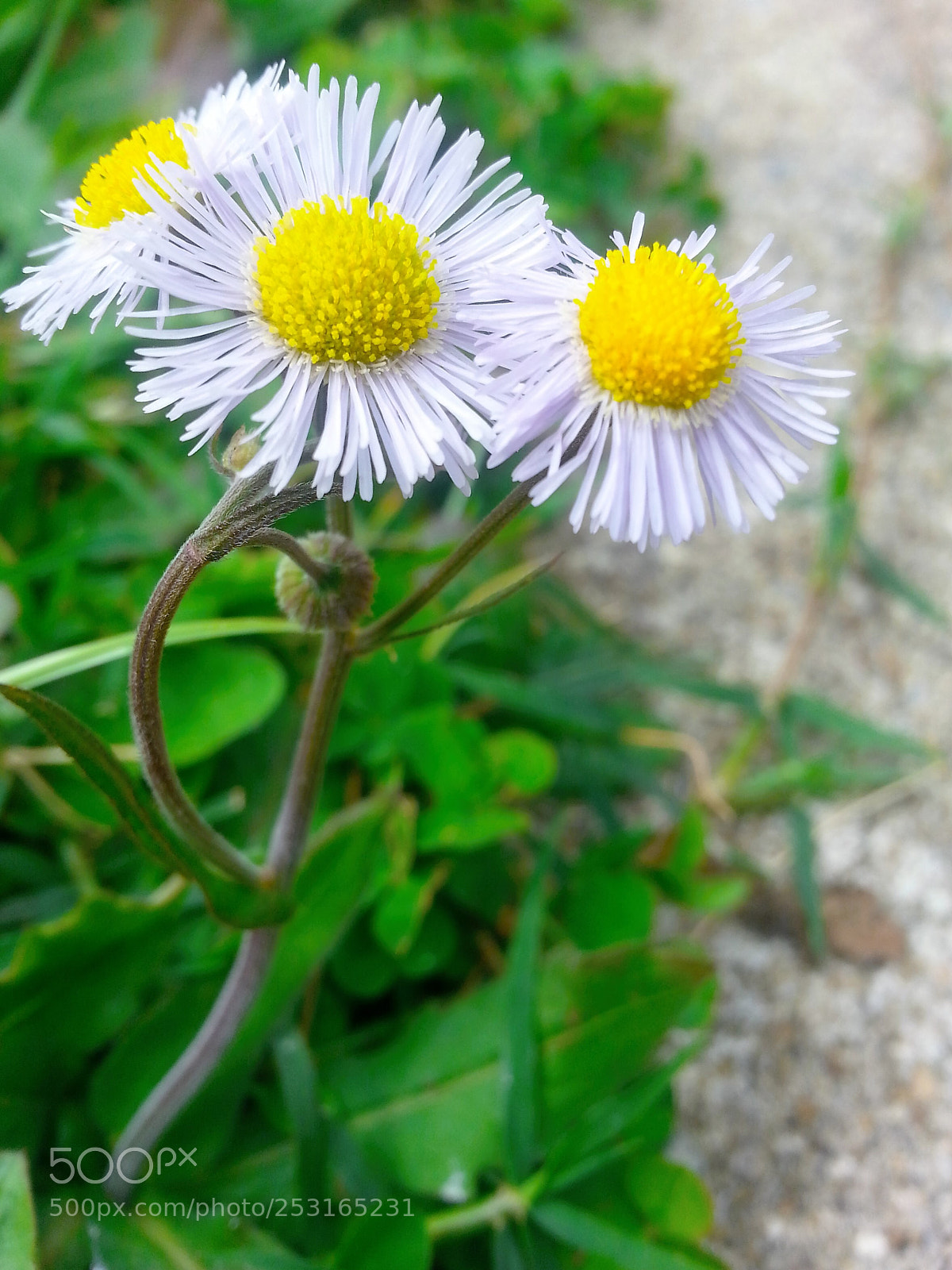 Samsung Galaxy S3 sample photo. Threesome photography