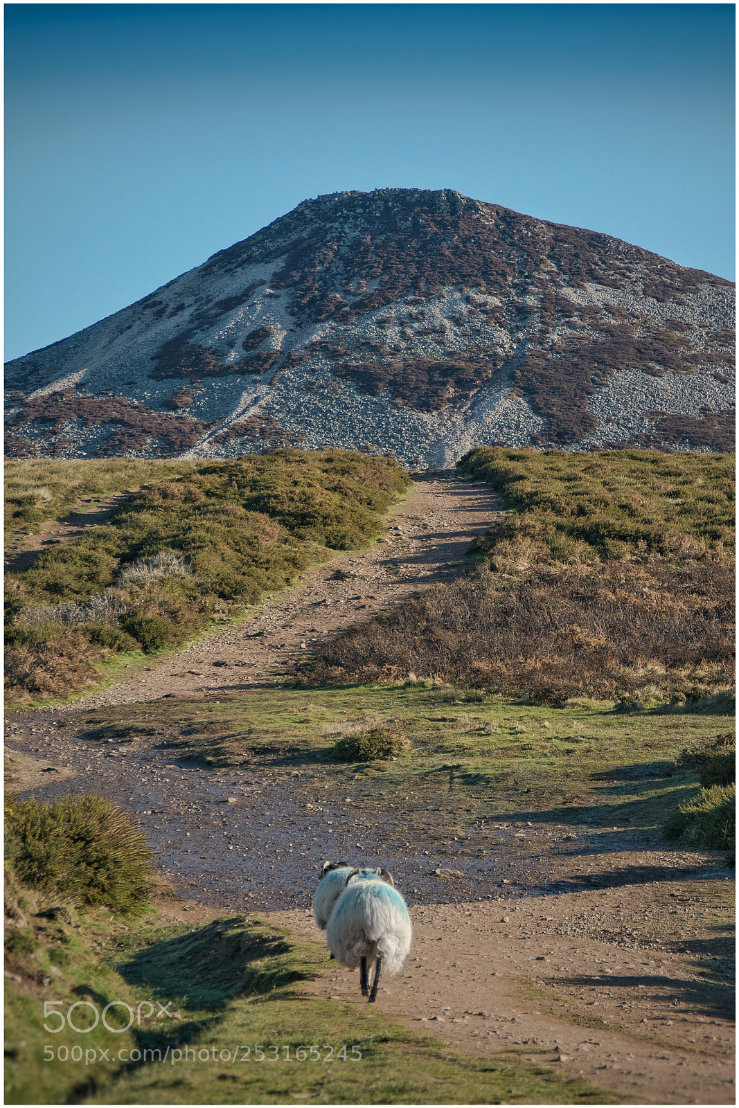 Sony a6500 sample photo. Hiking sheep photography