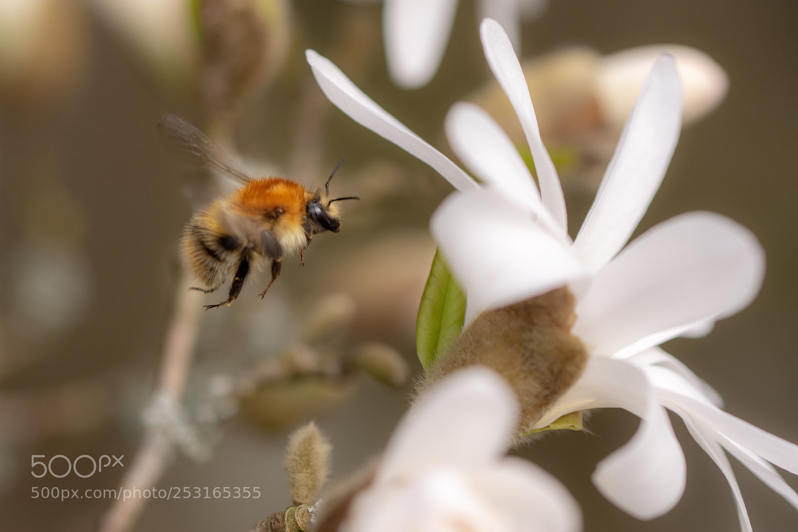 Nikon D7200 sample photo. Queen bumblebee photography
