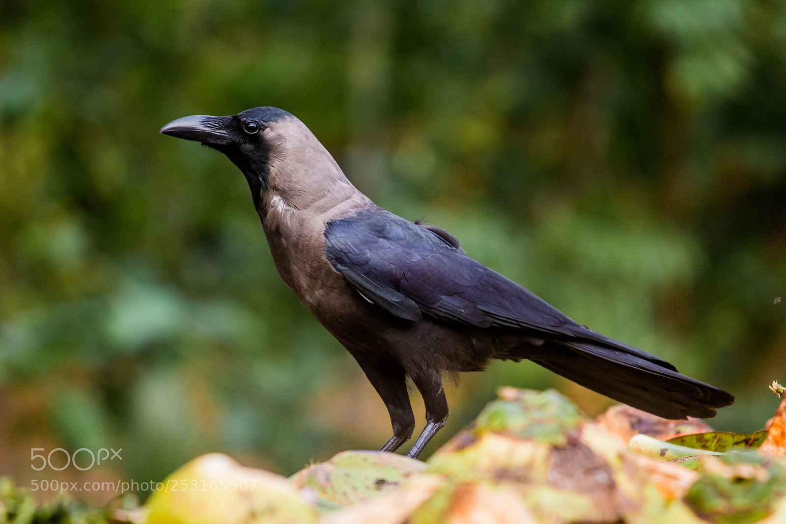 Canon EOS 60D sample photo. Crow photography