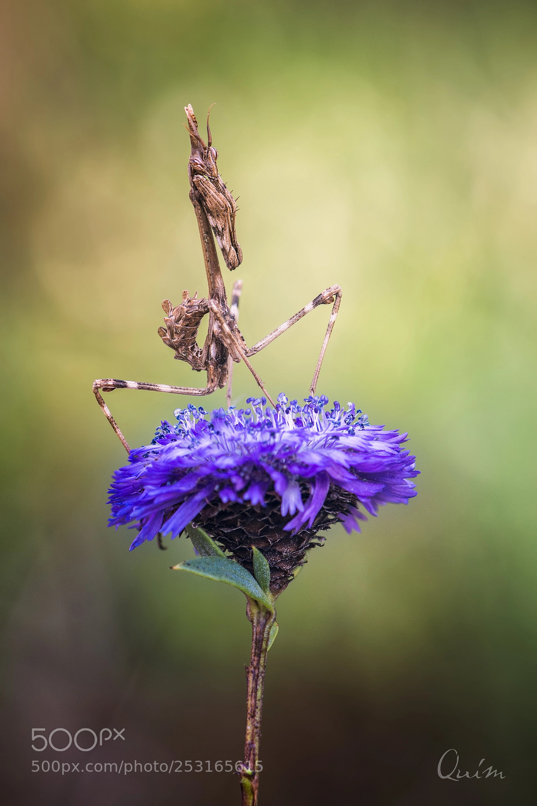 Nikon D7100 sample photo. Empusa photography