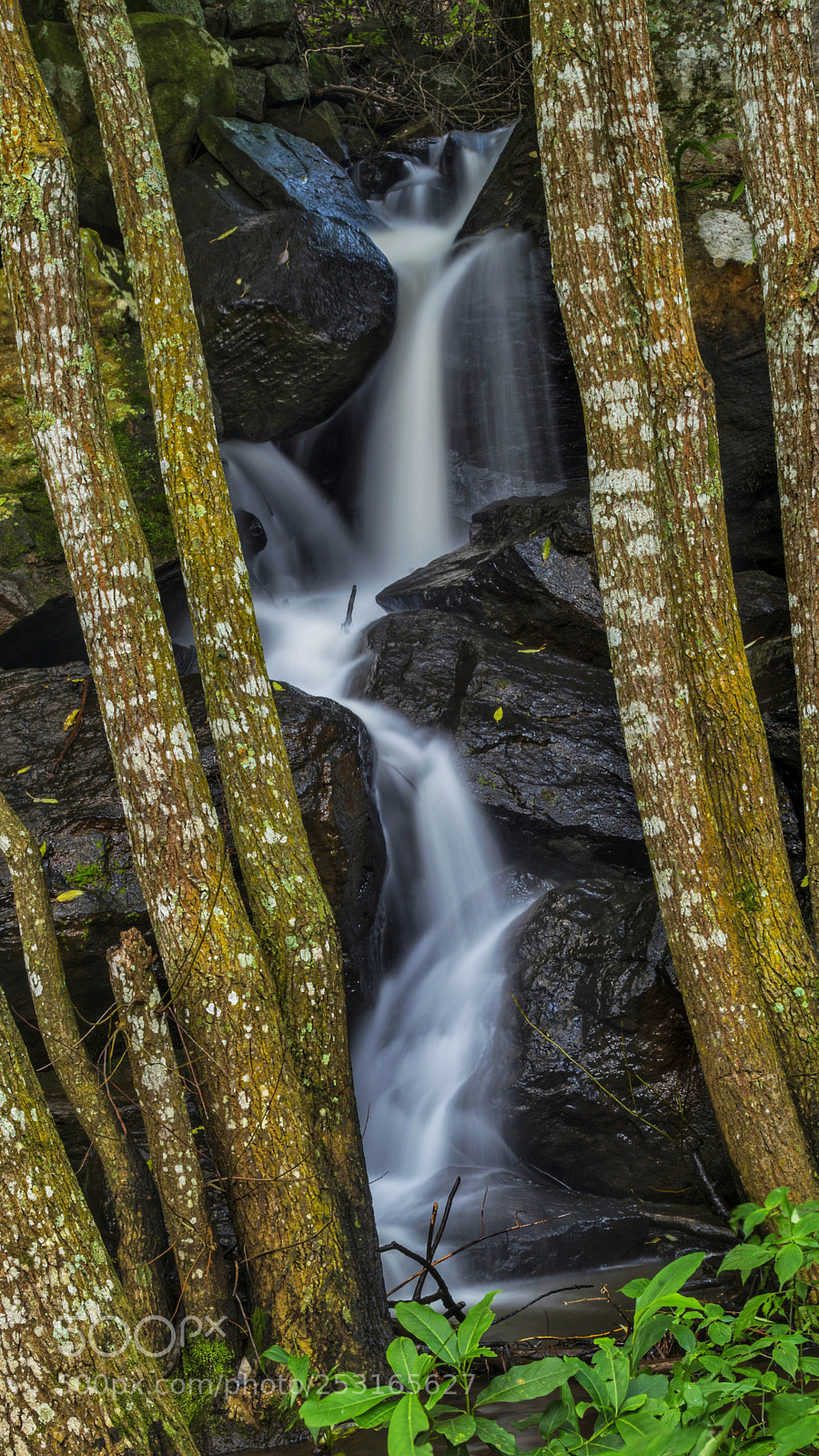 Nikon D800E sample photo. Yercaud photography