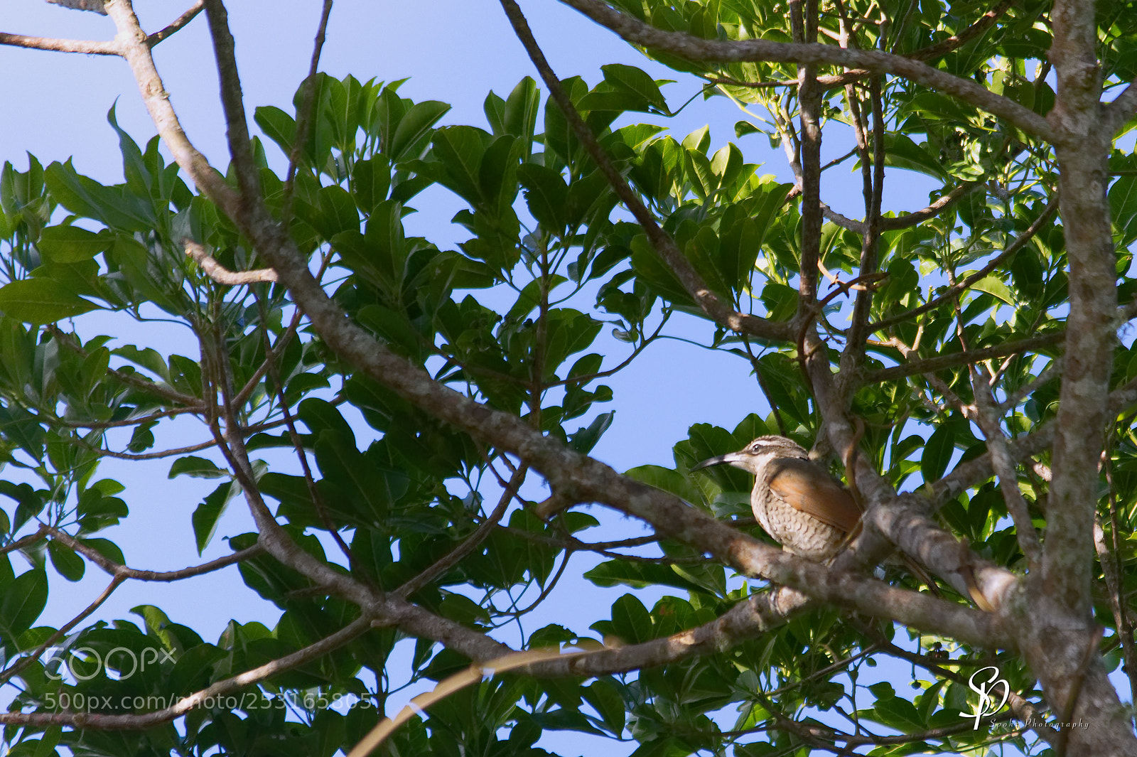 Nikon D500 sample photo. Paradise riflebird f ptiloris photography