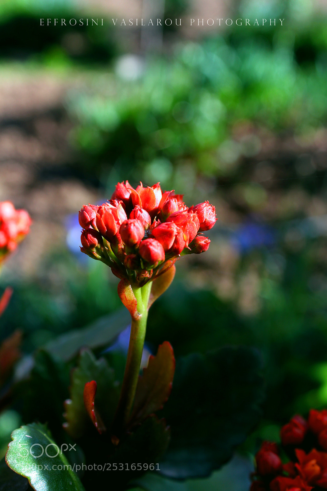 Canon EOS 700D (EOS Rebel T5i / EOS Kiss X7i) sample photo. Flower power! photography