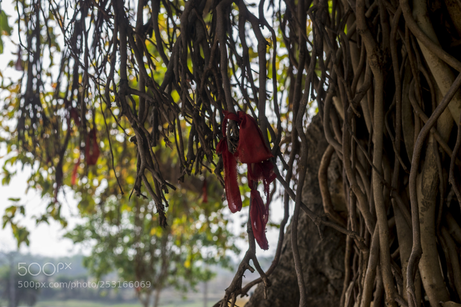 Nikon D3300 sample photo. Untitled photography