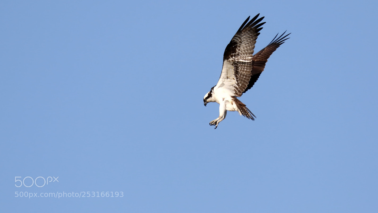 Canon EOS 7D Mark II sample photo. Osprey photography