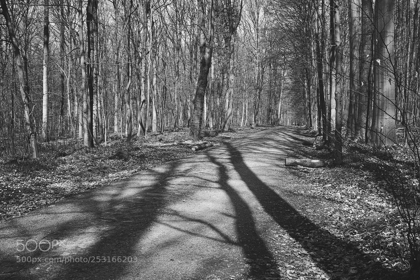 Fujifilm X100T sample photo. Hallerbos photography