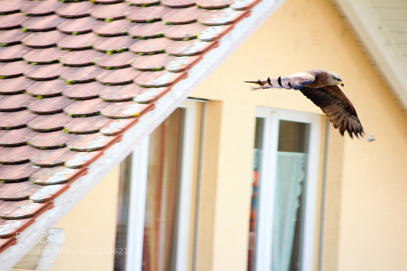 Canon EOS 60D sample photo. Roof life photography