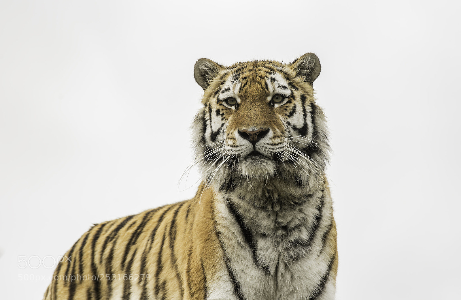 Nikon D5 sample photo. Tiger series photography
