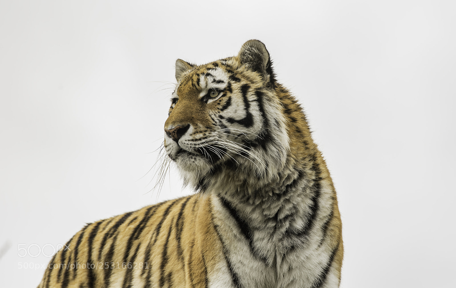 Nikon D5 sample photo. Tiger series photography
