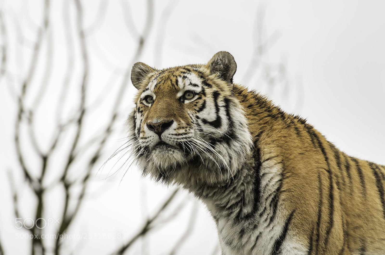 Nikon D5 sample photo. Tiger series photography