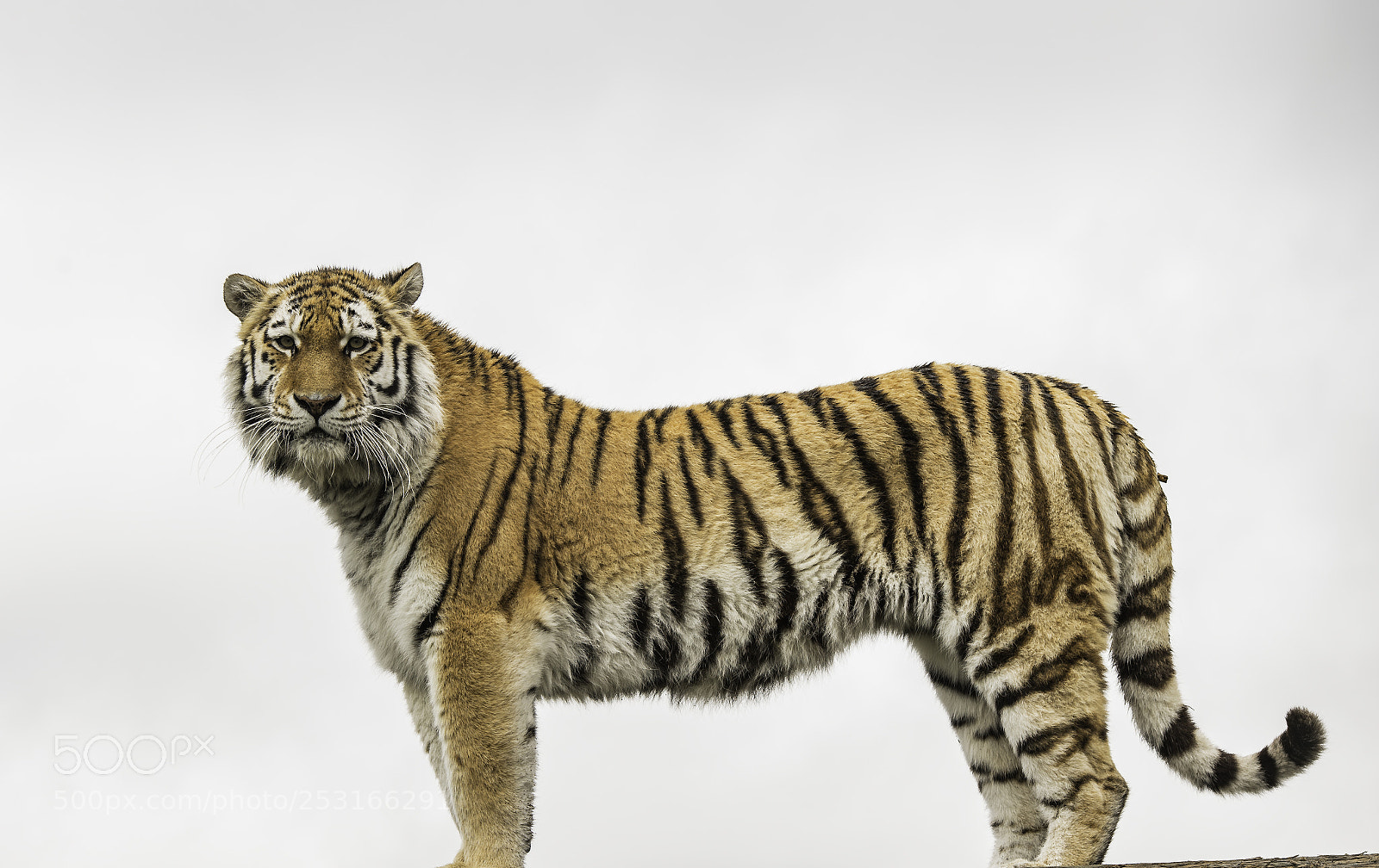 Nikon D5 sample photo. Tiger series photography