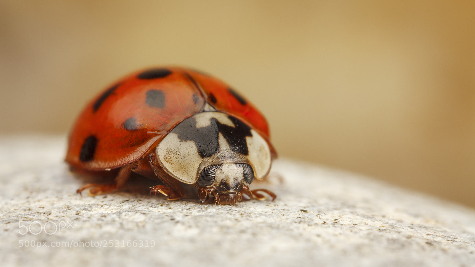Canon EOS 5D Mark II sample photo. Harlequin photography