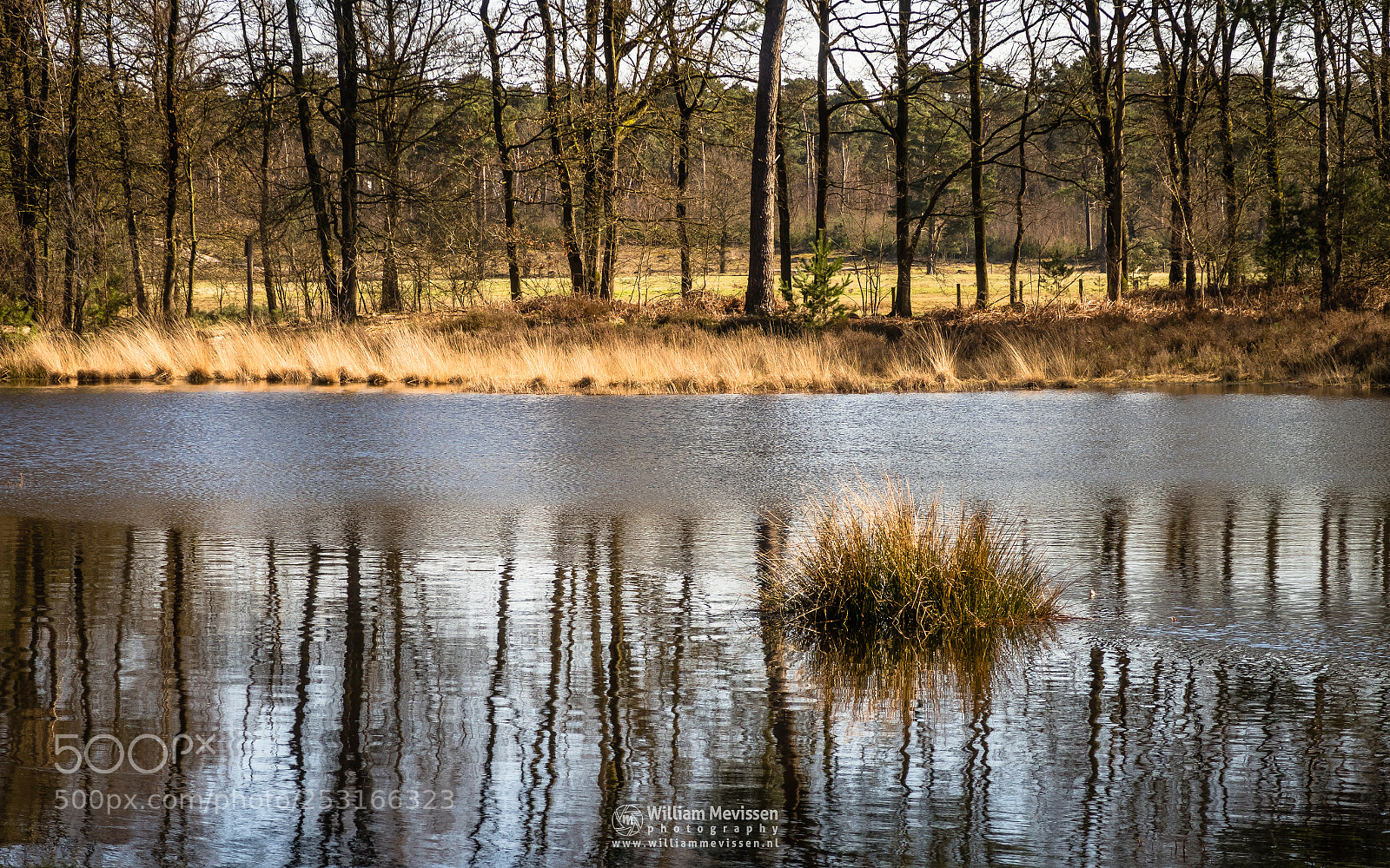 Canon PowerShot G7 X Mark II sample photo. Tuft of grass reflection photography