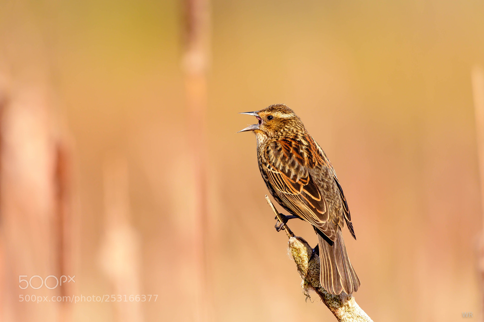 Nikon D7200 sample photo. Female red-winged blackbird photography