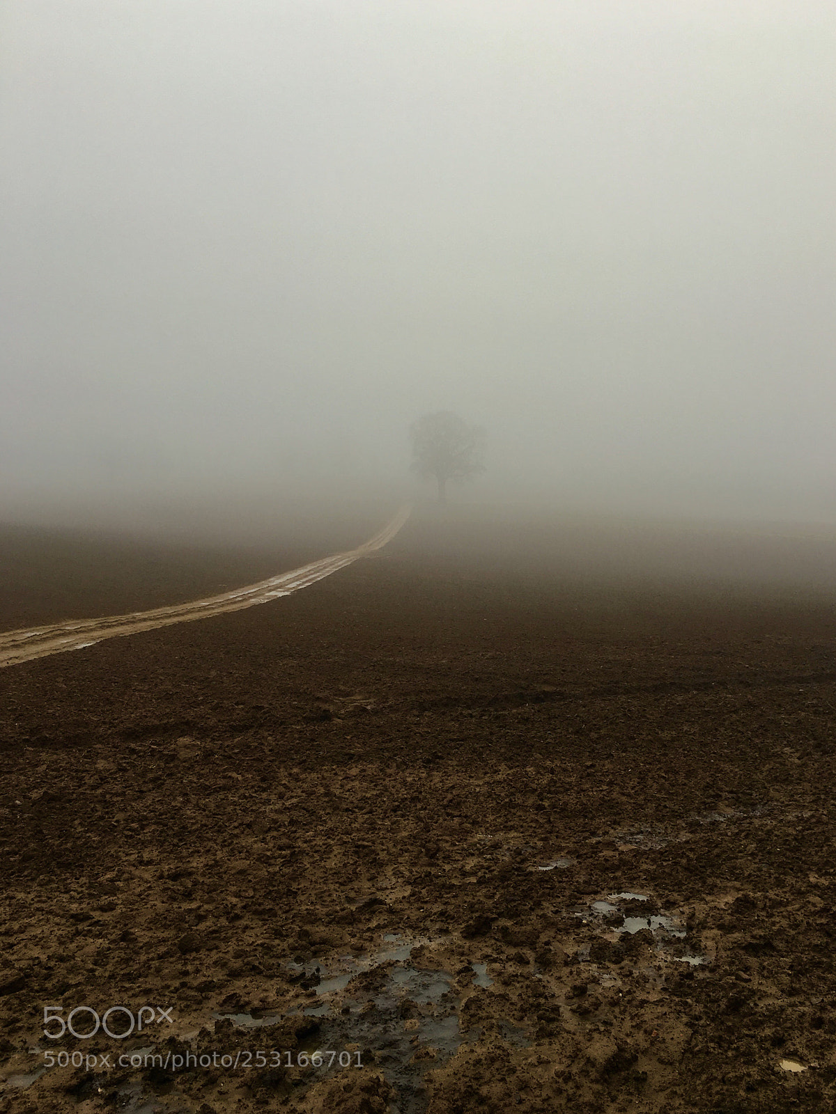 Apple iPhone 6s Plus sample photo. Foggy morning photography