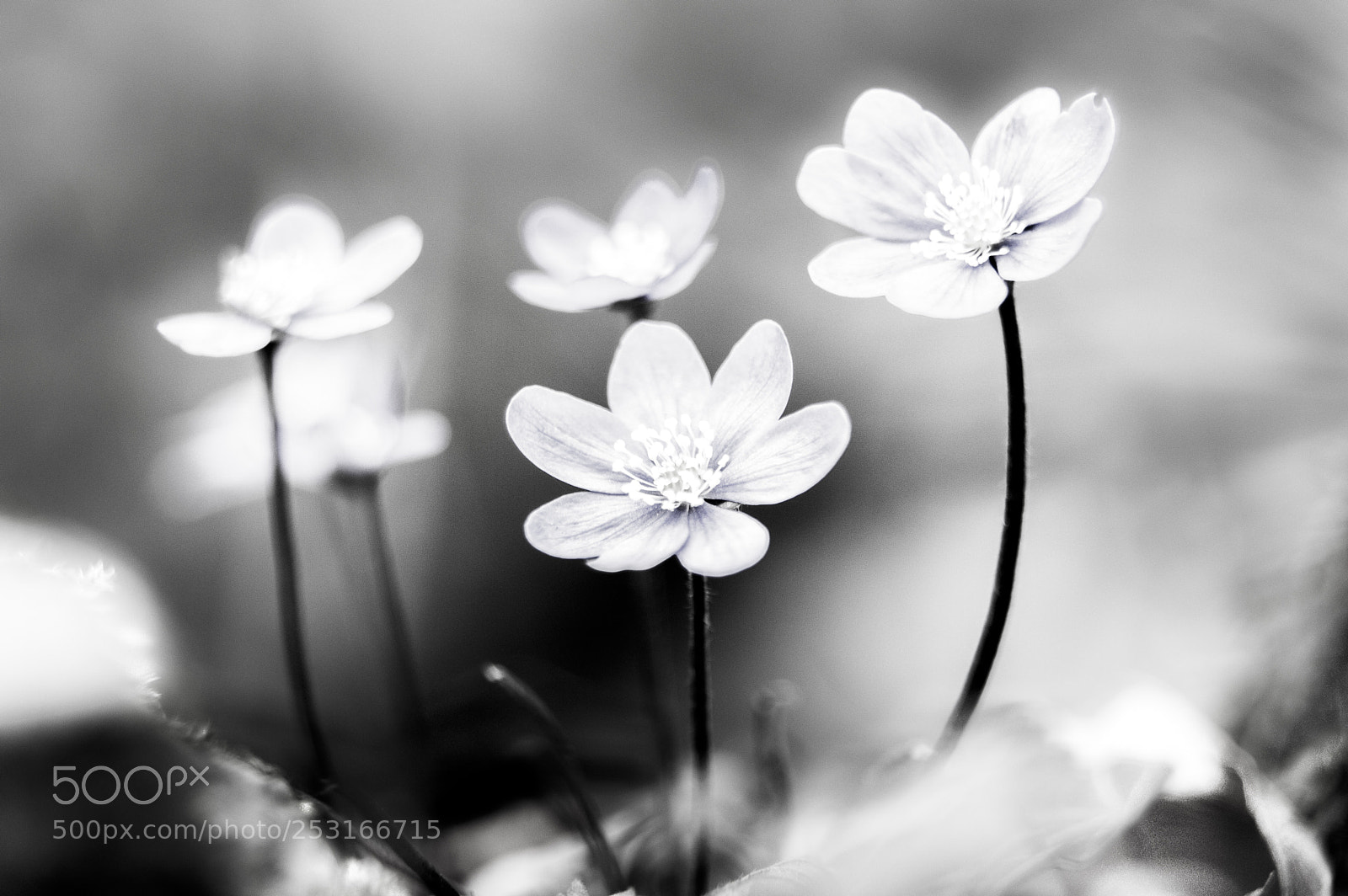 Nikon D3200 sample photo. Hepatica nobilis, in black photography