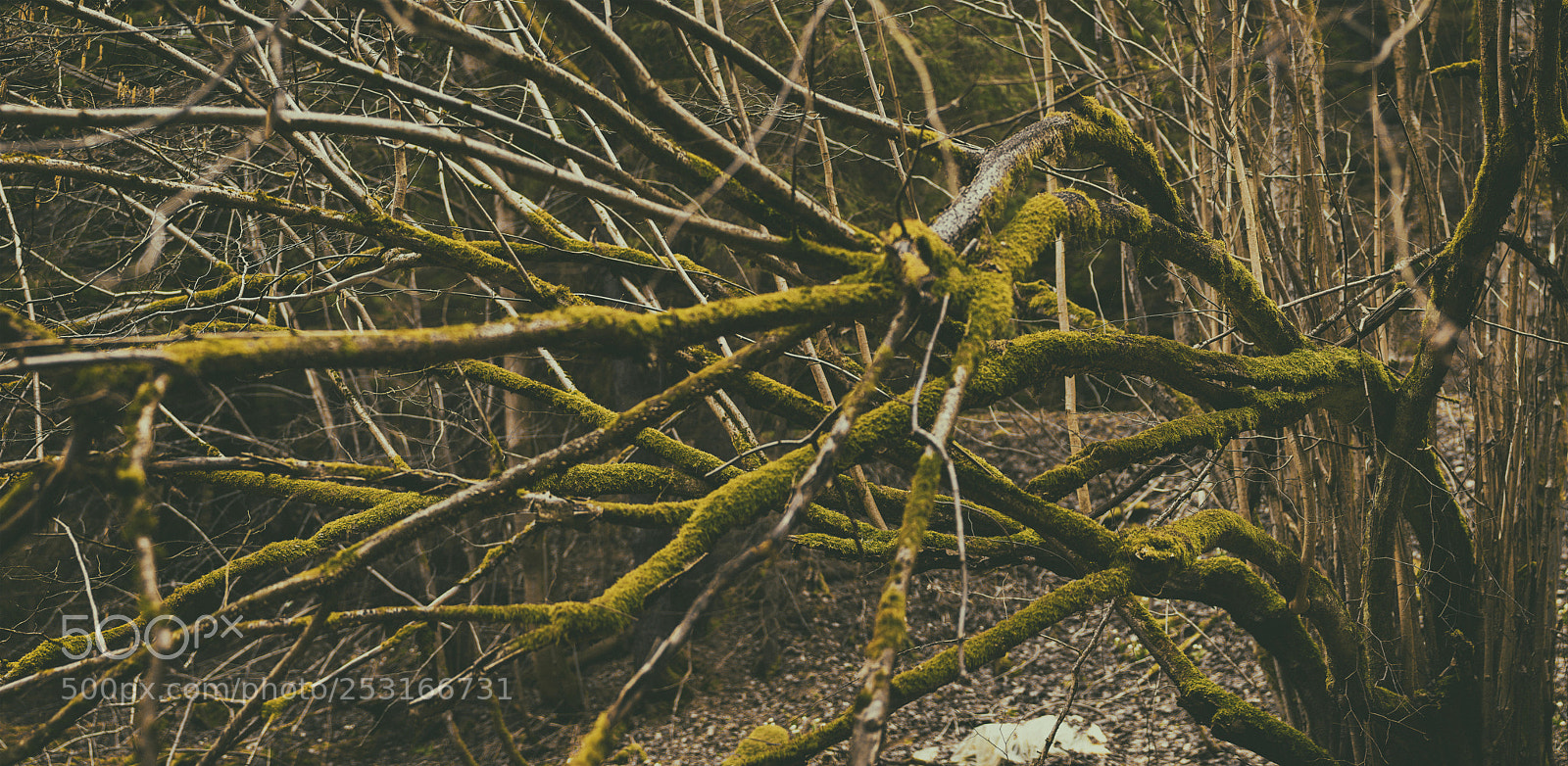 Nikon D5500 sample photo. Moss photography