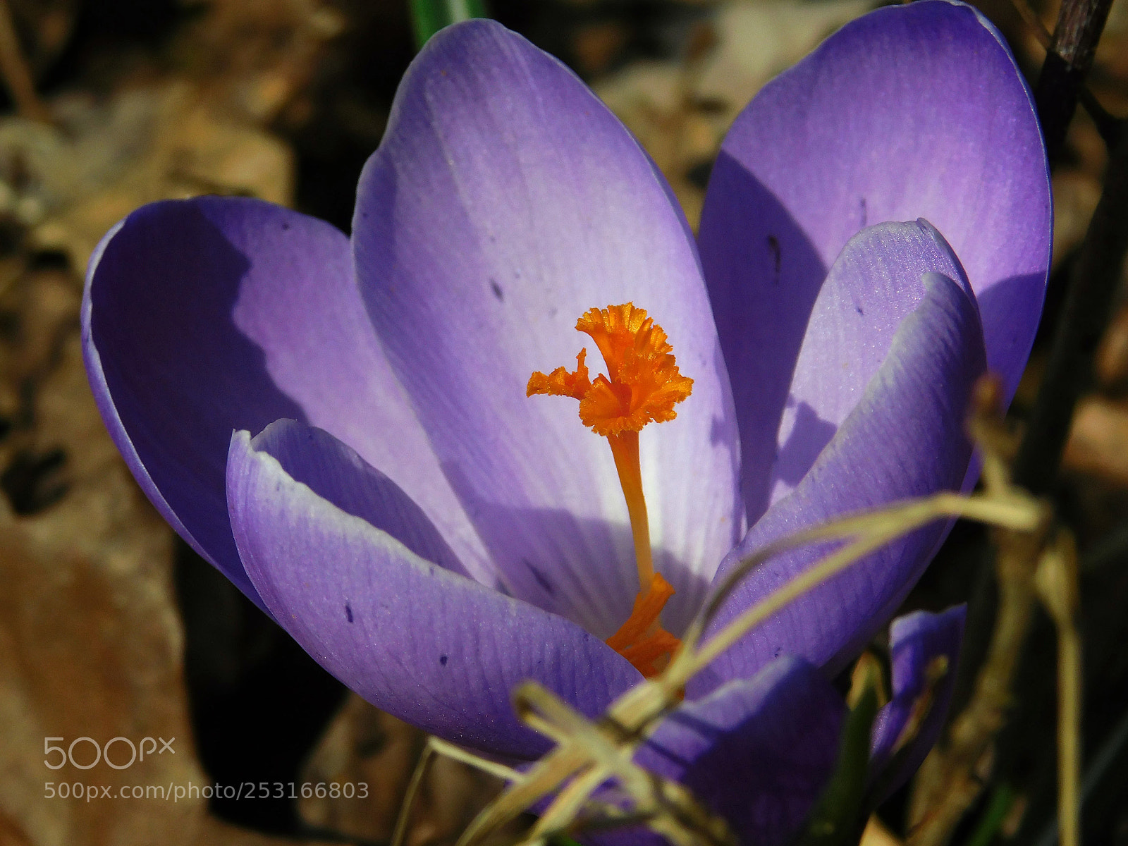 Nikon Coolpix B500 sample photo. Krokus photography