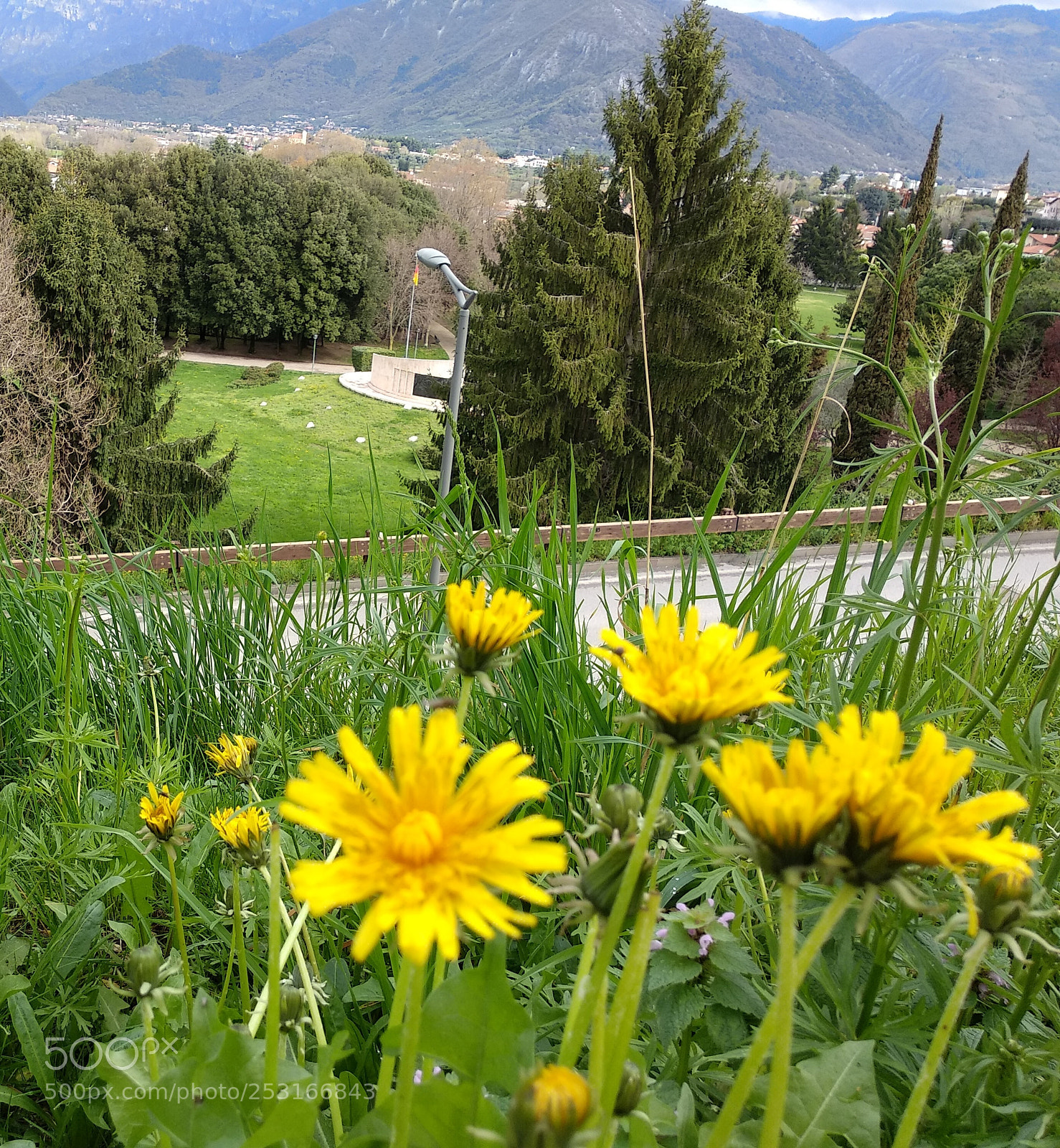 Xiaomi Mi A1 sample photo. Wild flowers photography