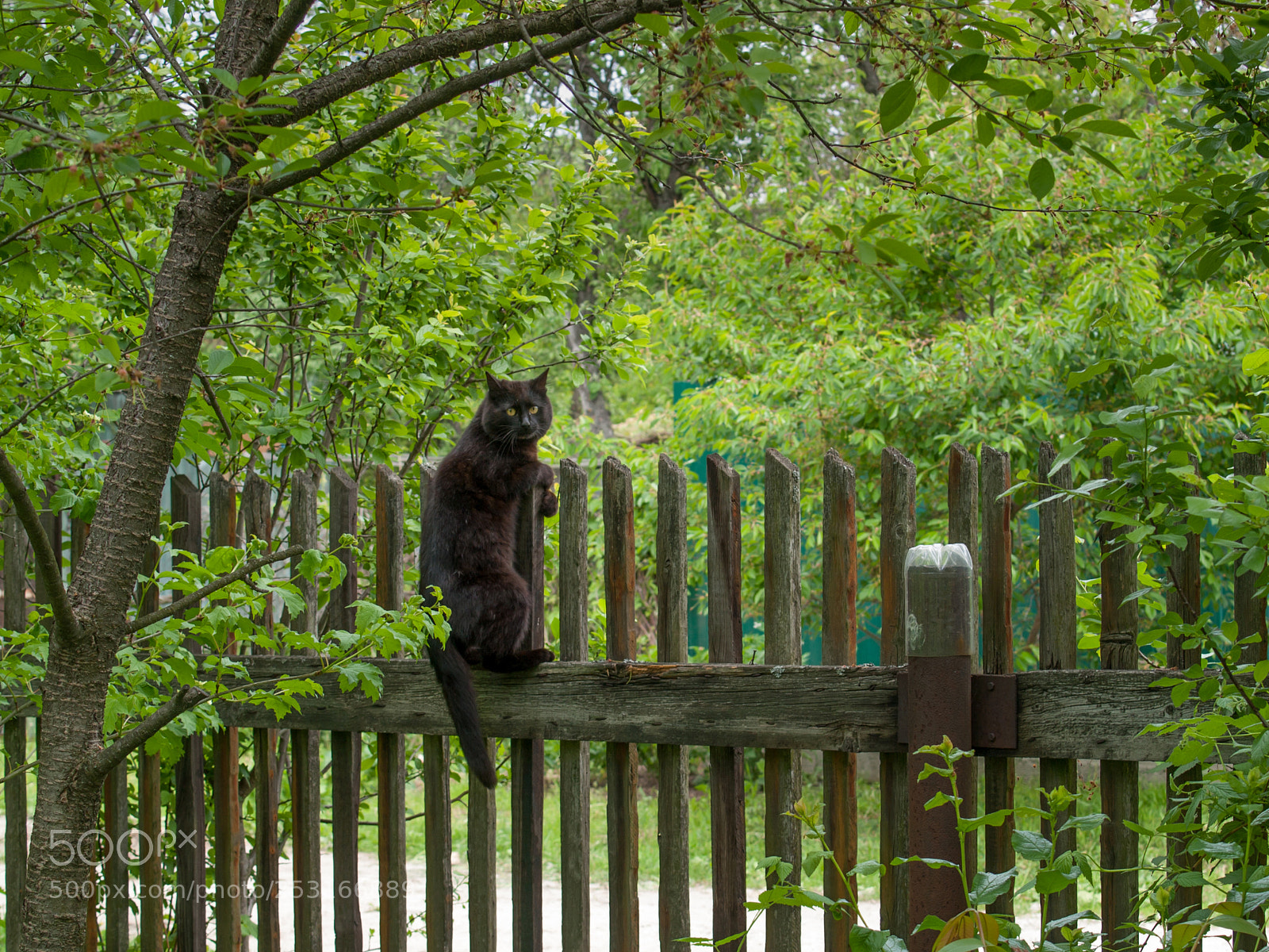 Olympus E-520 (EVOLT E-520) sample photo. Cat photography