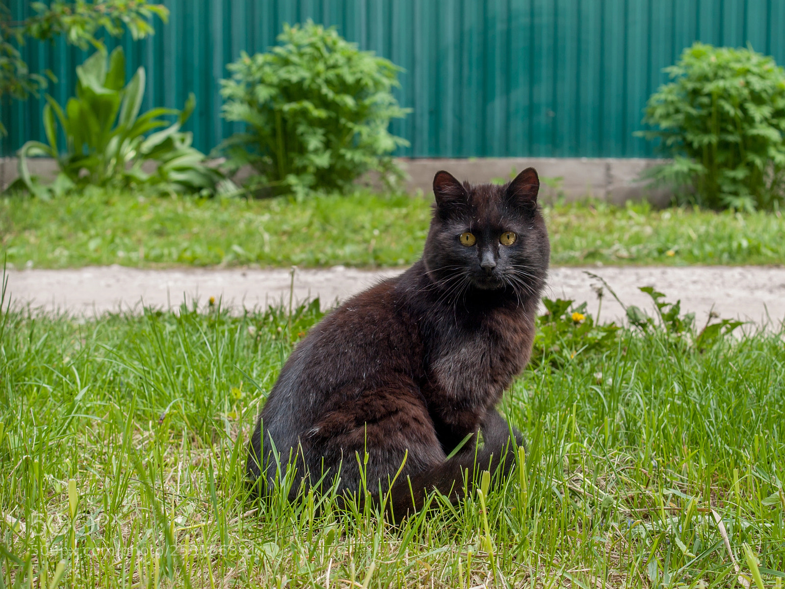 Olympus E-520 (EVOLT E-520) sample photo. Cat photography
