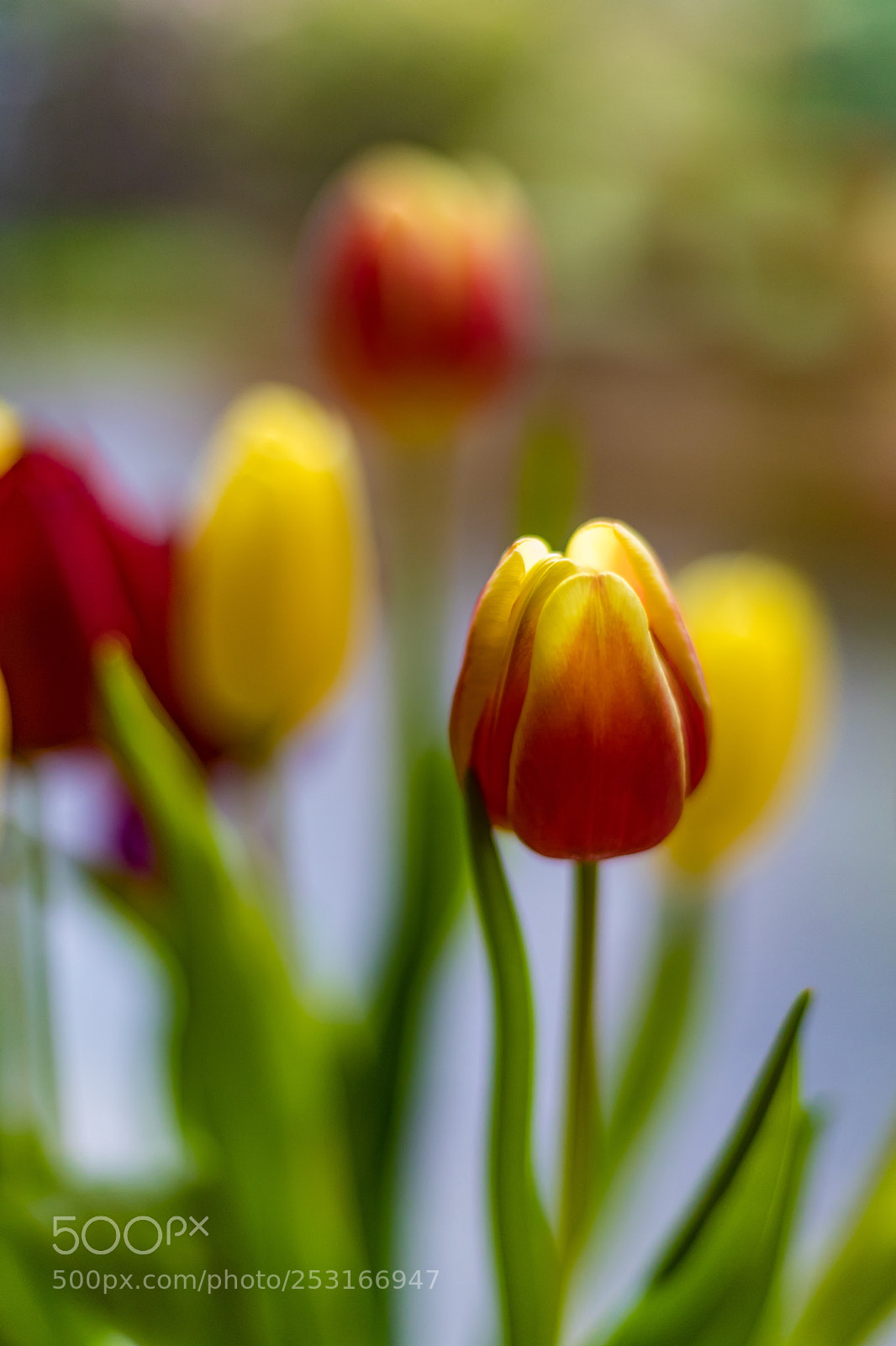 Canon EOS 6D Mark II sample photo. Tulipsolo photography