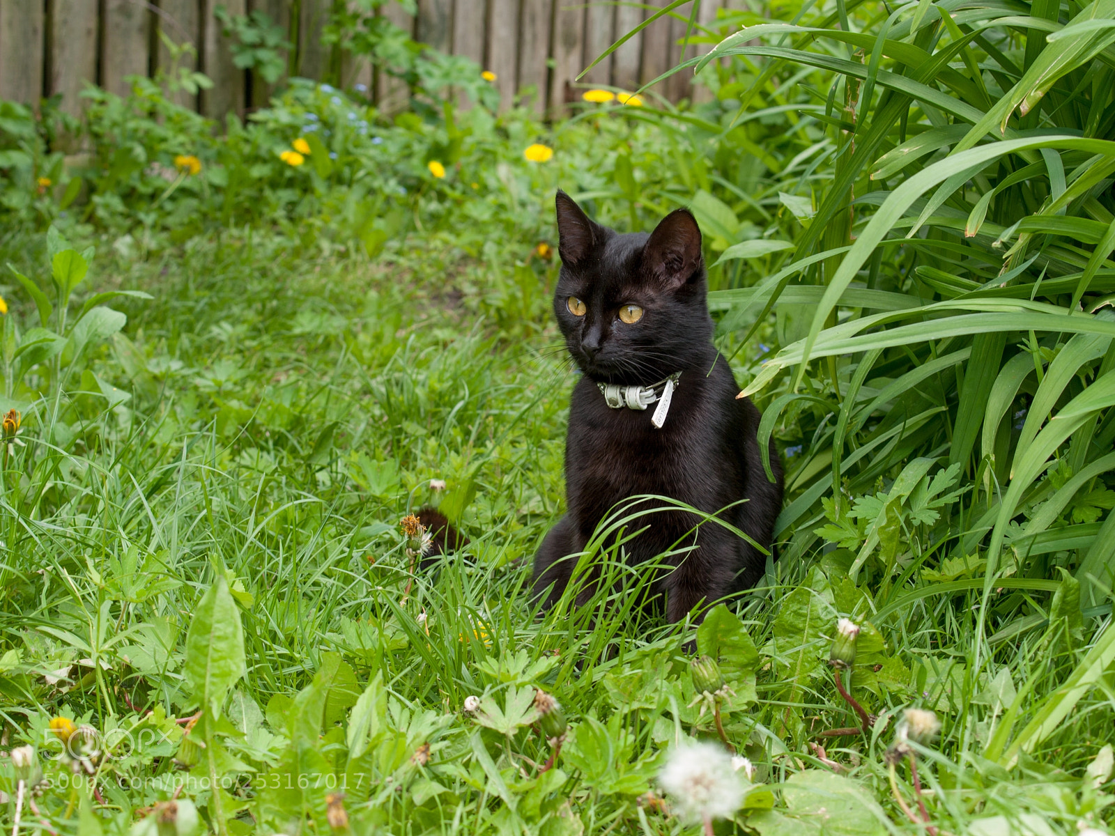 Olympus E-520 (EVOLT E-520) sample photo. Cat photography