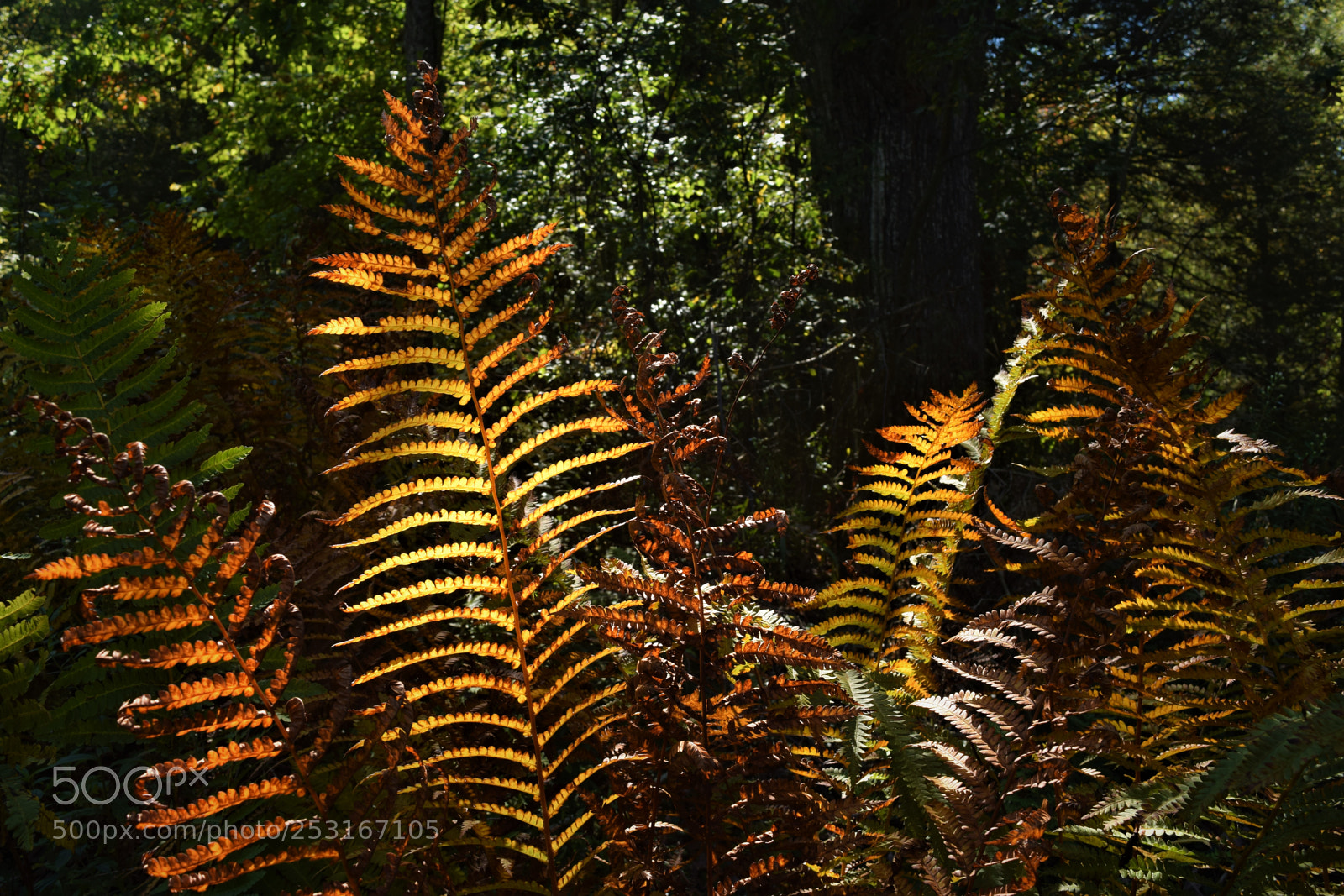 Nikon D3300 sample photo. Fall ferns photography