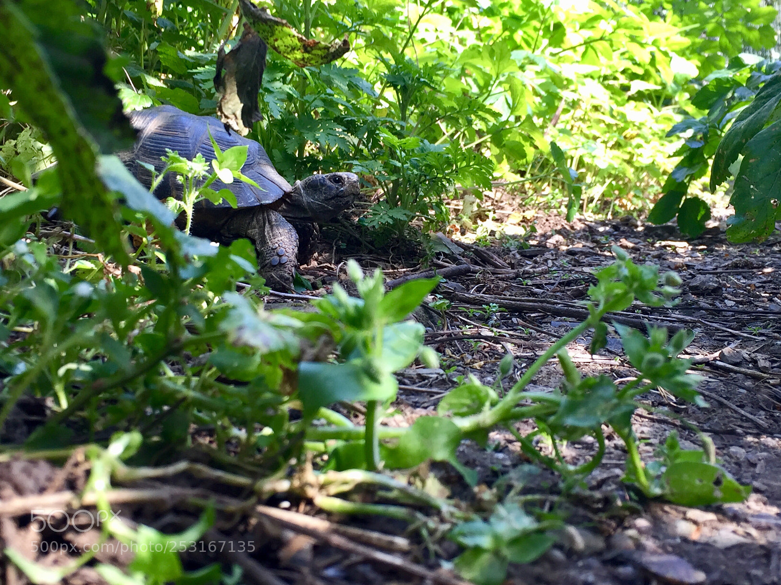Apple iPhone 6 sample photo. I like turtles  photography