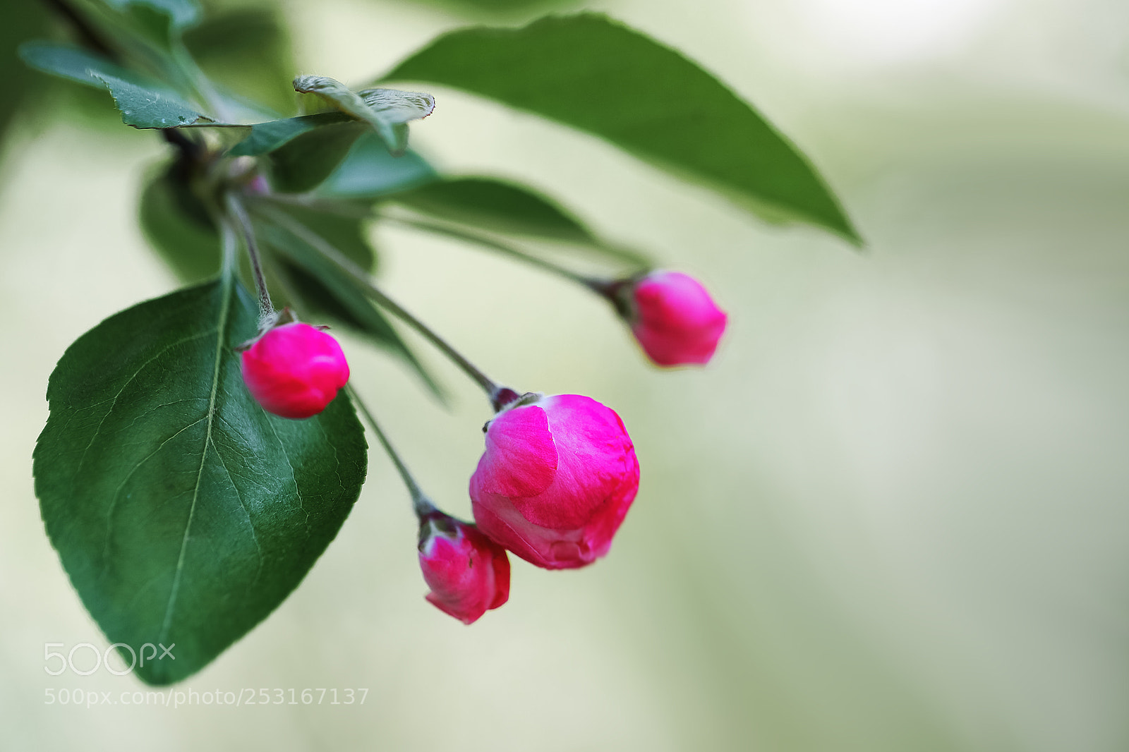 Canon EOS-1D X Mark II sample photo. 垂丝海棠 photography