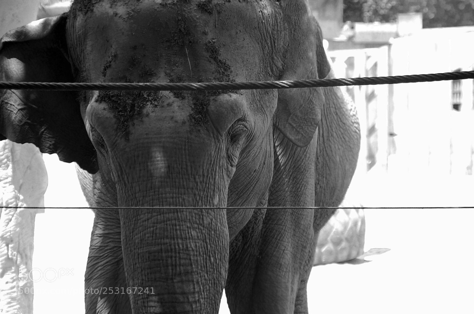 Nikon D40 sample photo. Prisionero photography