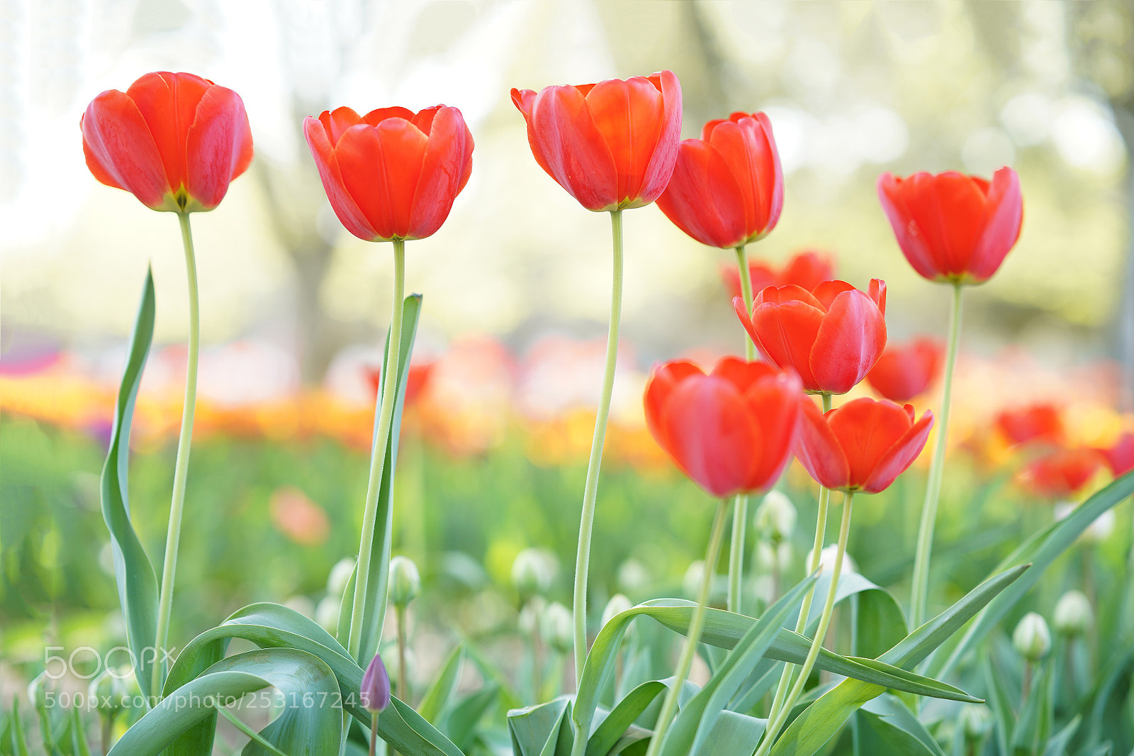 Sony a7R III sample photo. Tulip photography