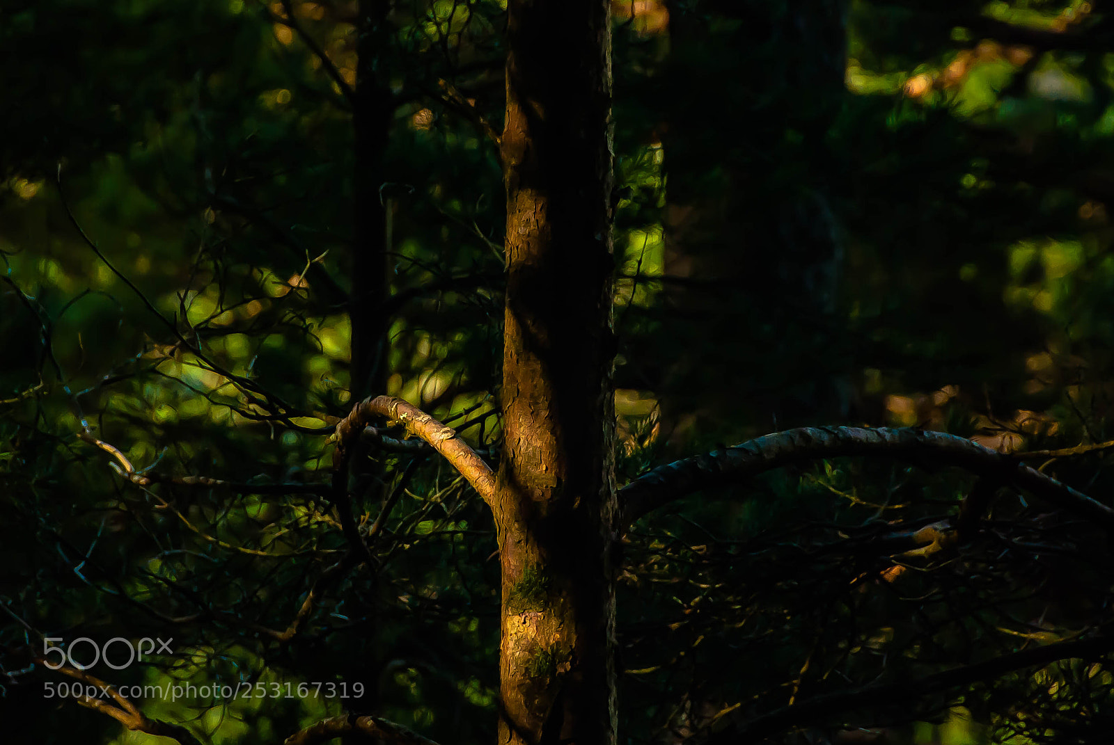 Nikon D60 sample photo. Sunlight in the forest photography