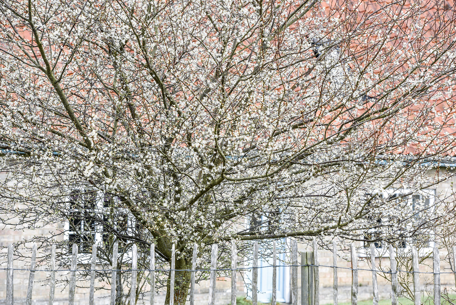 Nikon D810 sample photo. Bloom in springtime photography