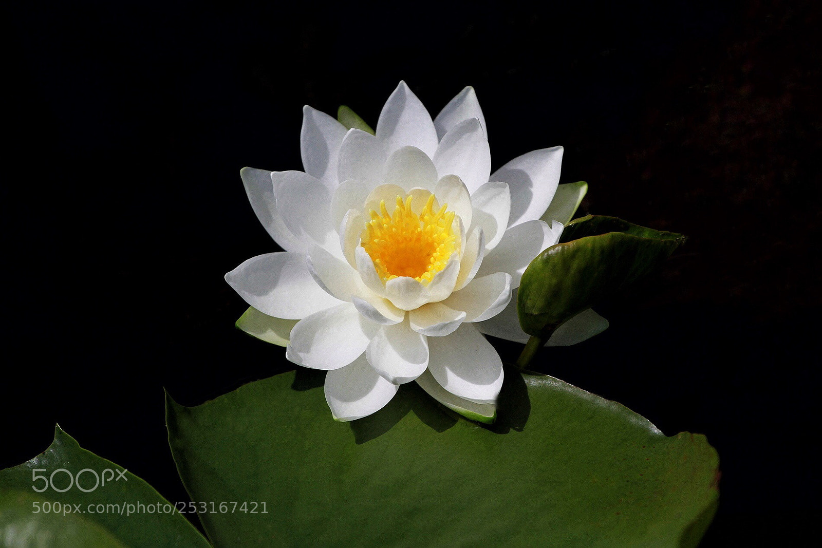 Canon EOS 7D sample photo. Water lily photography