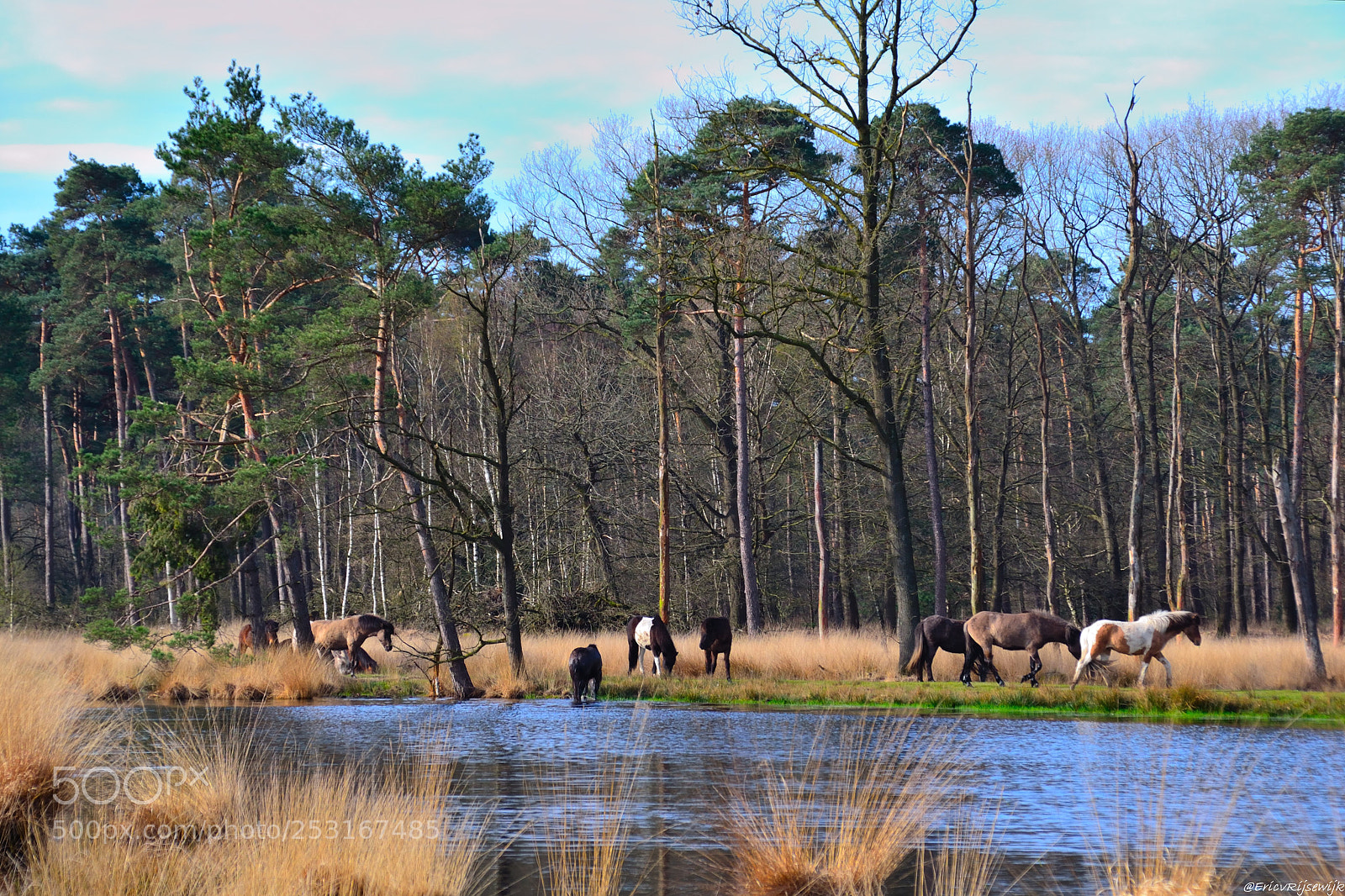 Nikon D3100 sample photo. Forest walk photography
