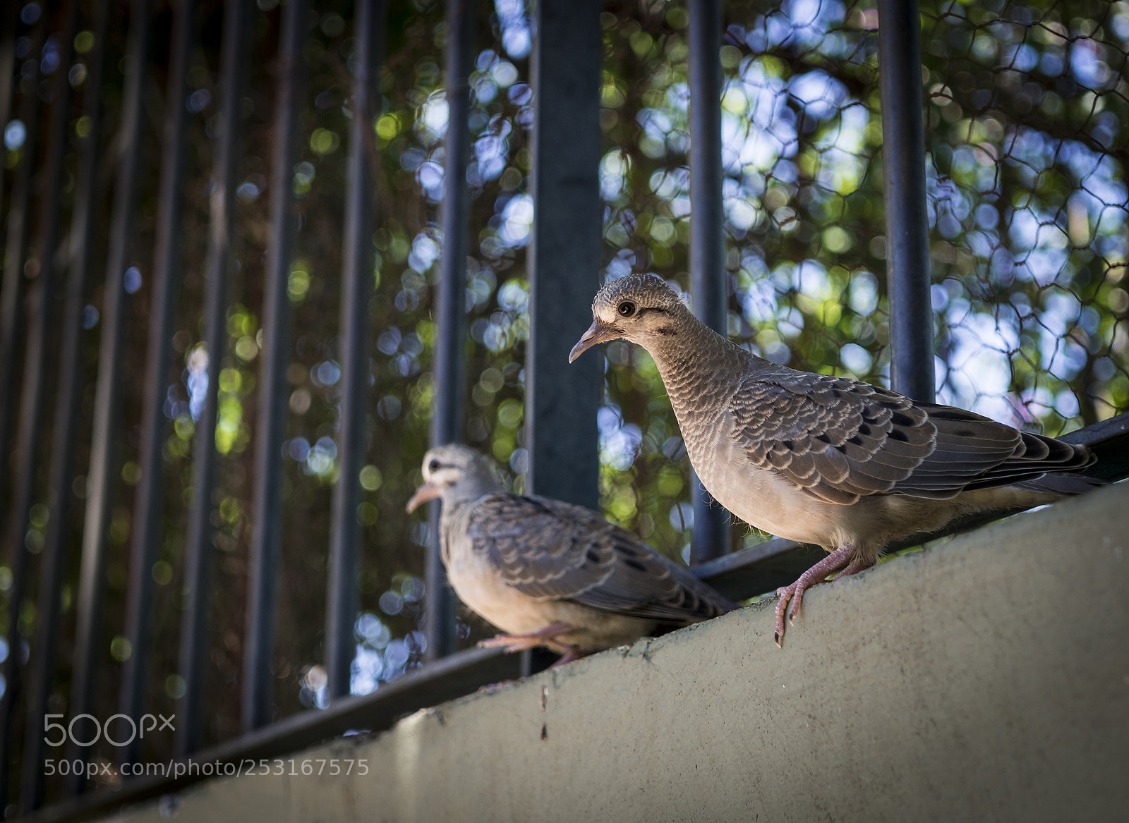 Olympus OM-D E-M10 II sample photo. Pair of chicks. photography