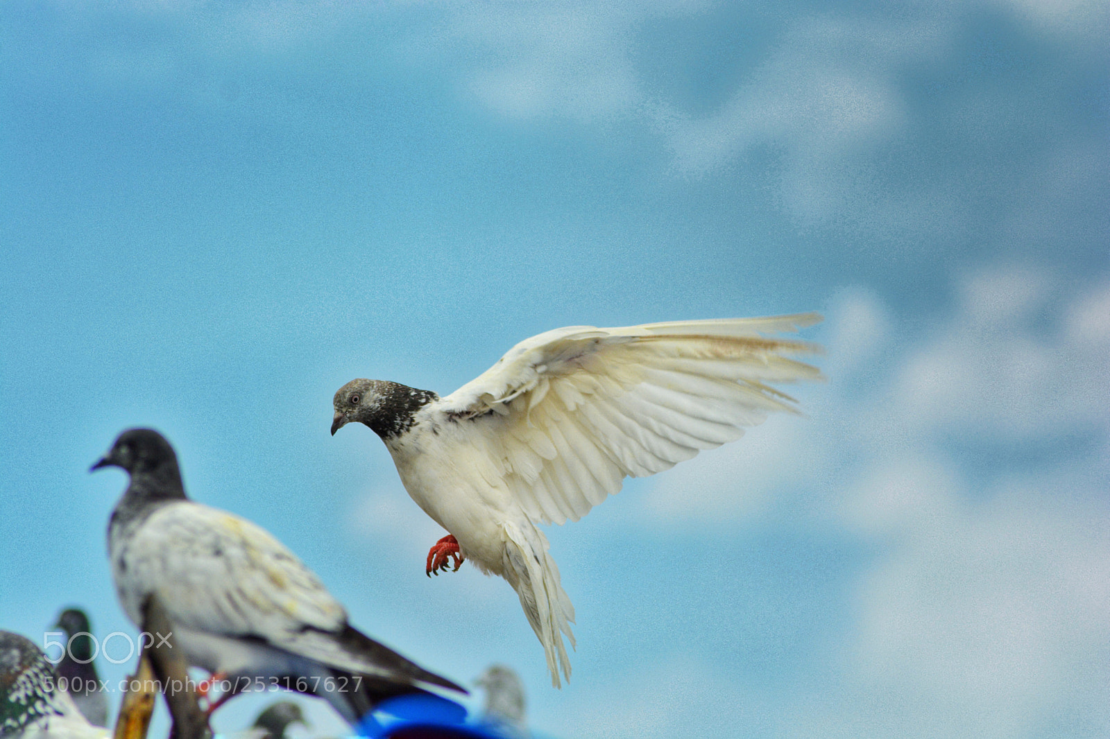 Nikon D5200 sample photo. Trying to land photography