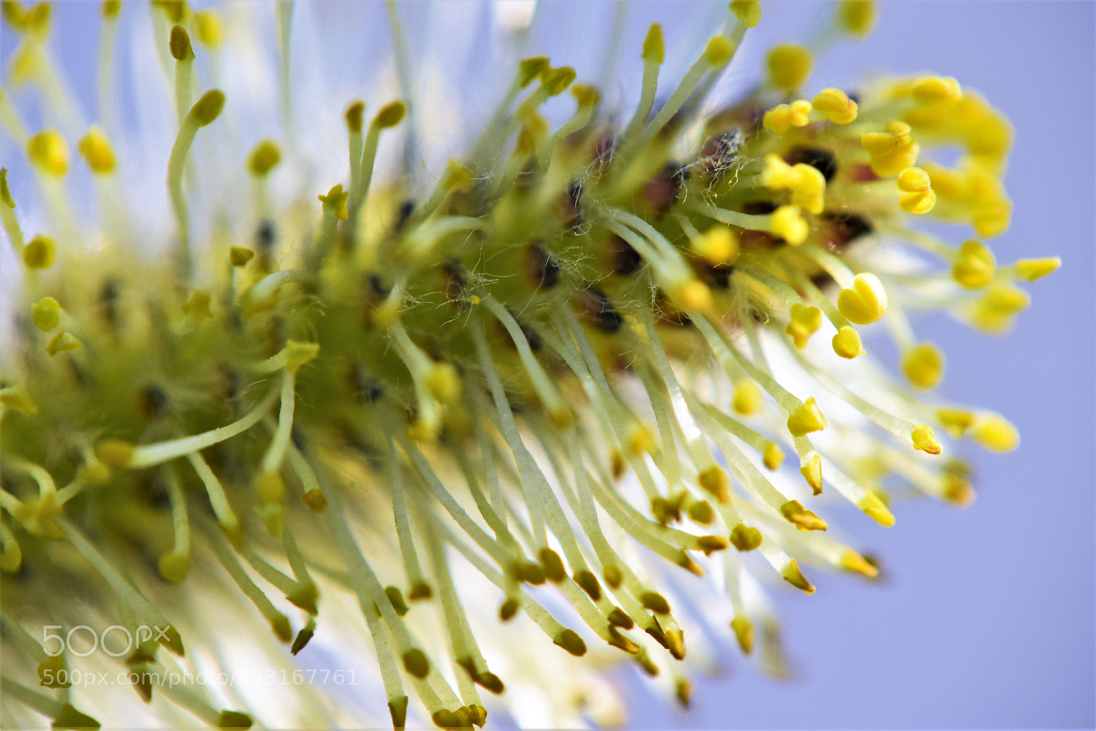 Nikon D3300 sample photo. Blooming photography
