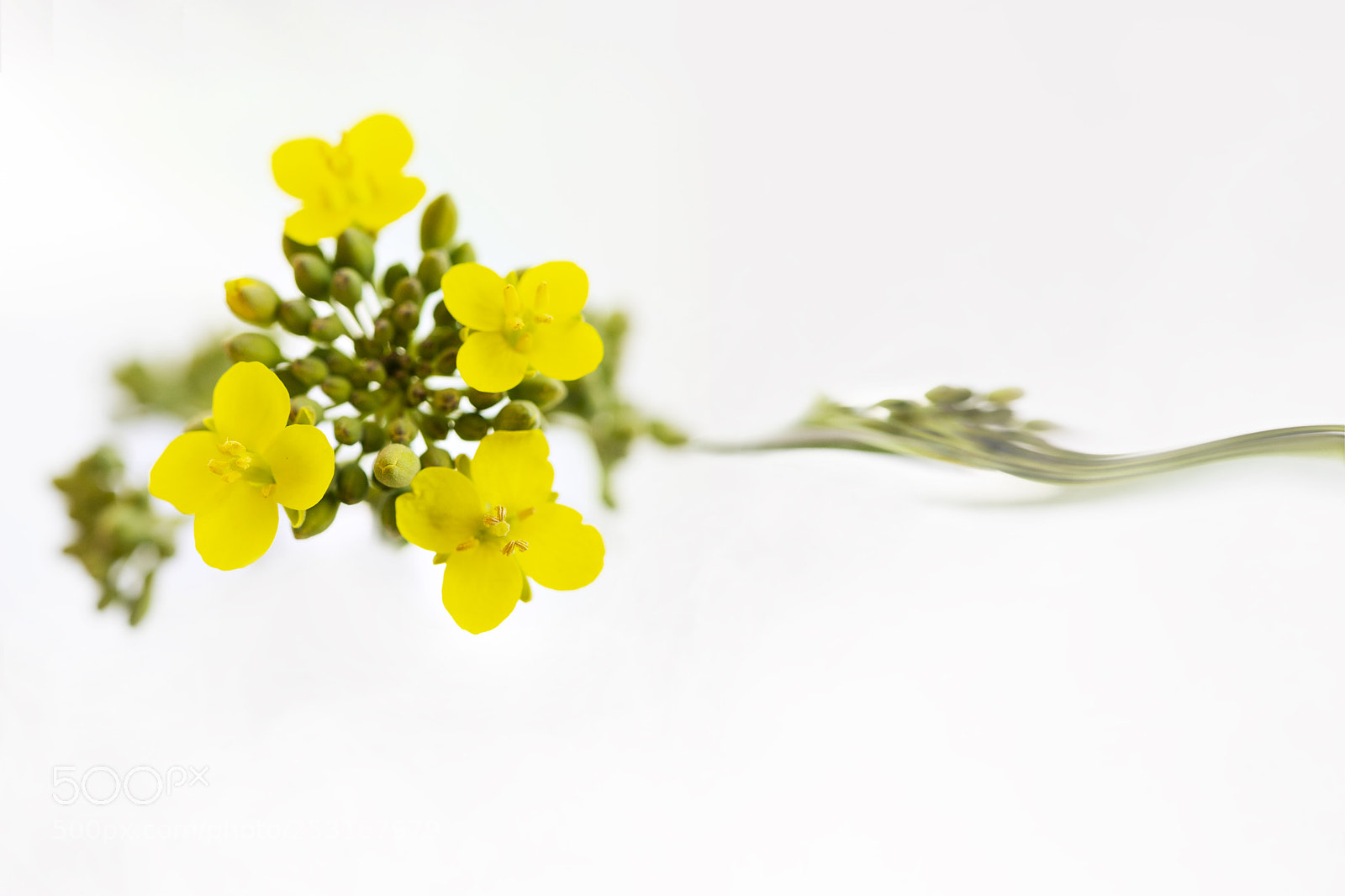 Canon EOS 6D Mark II sample photo. Flower photography