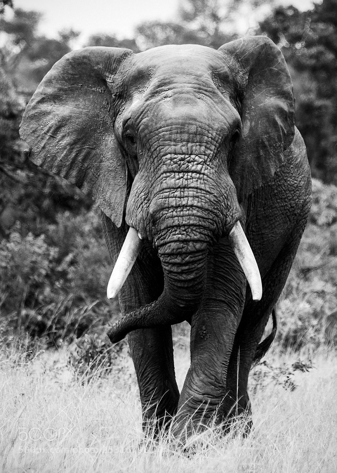 Nikon D300 sample photo. Mono elephant photography