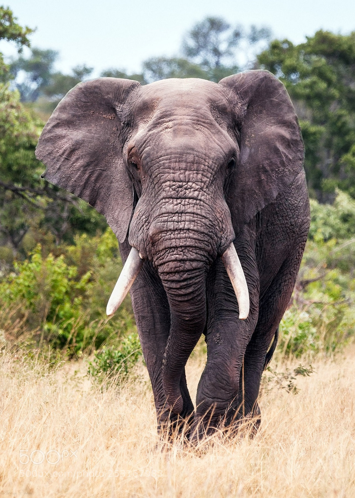 Nikon D300 sample photo. Elephant photography