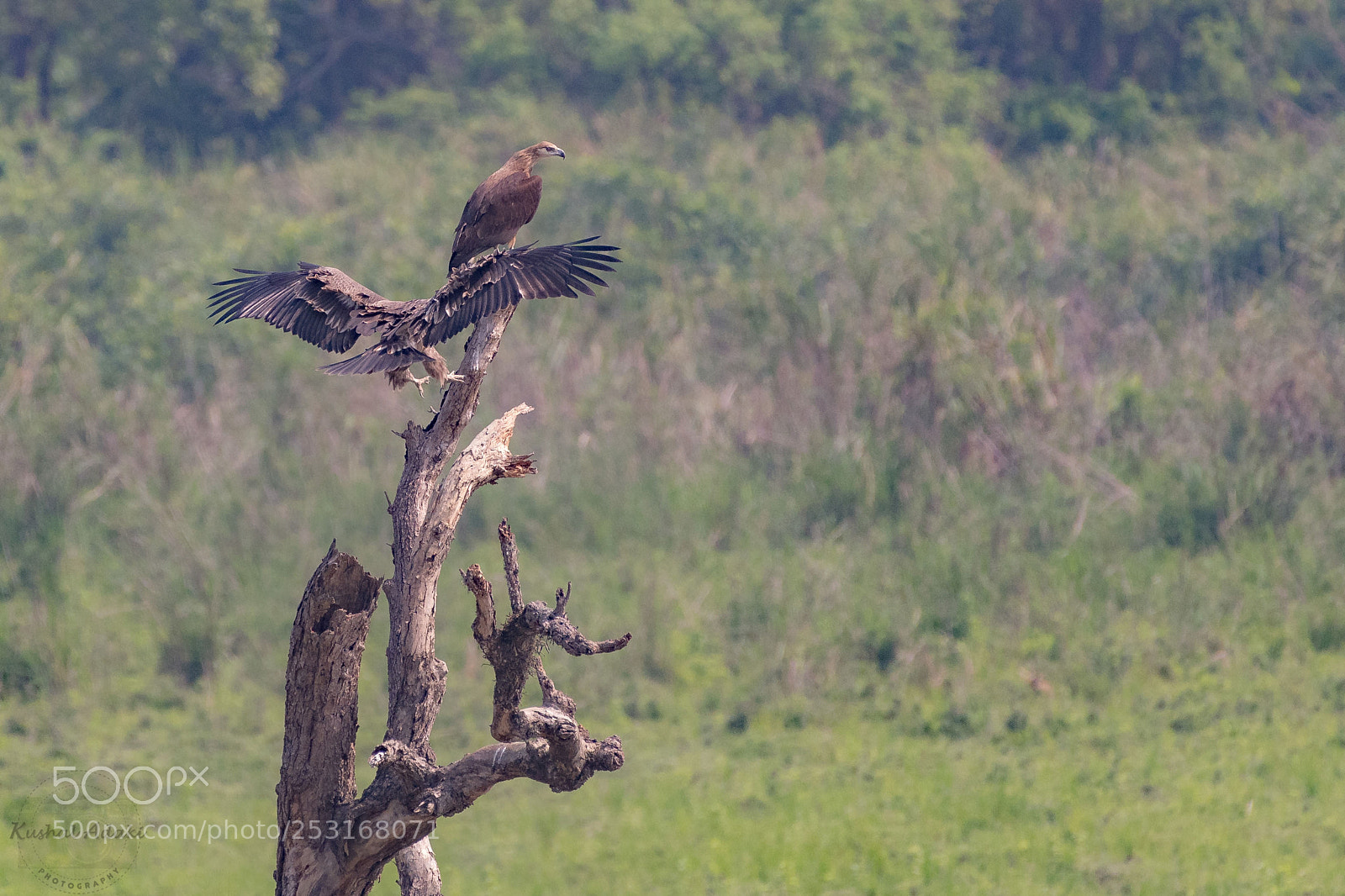 Nikon D500 sample photo. Pallas's fish eagle photography