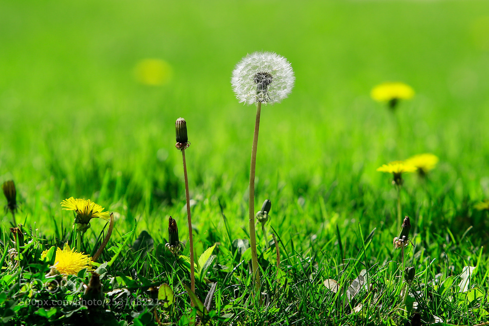 Canon EOS 7D Mark II sample photo. Dandelion photography