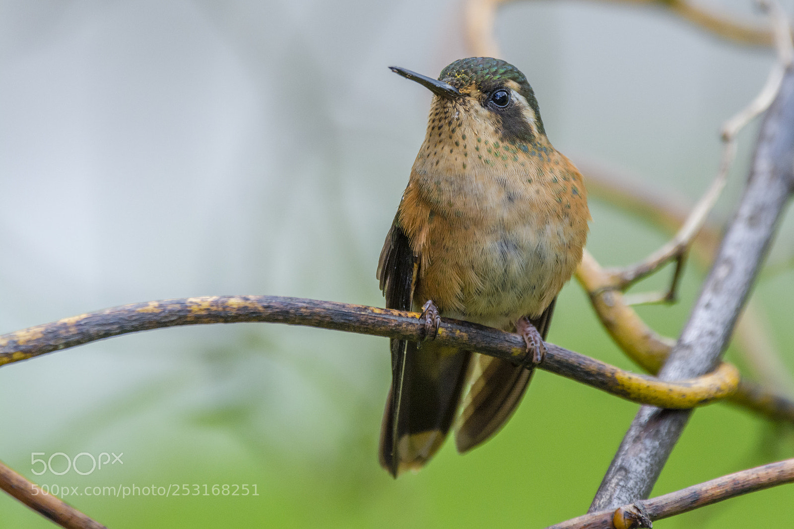Nikon D7100 sample photo. Speckled hummingbird photography