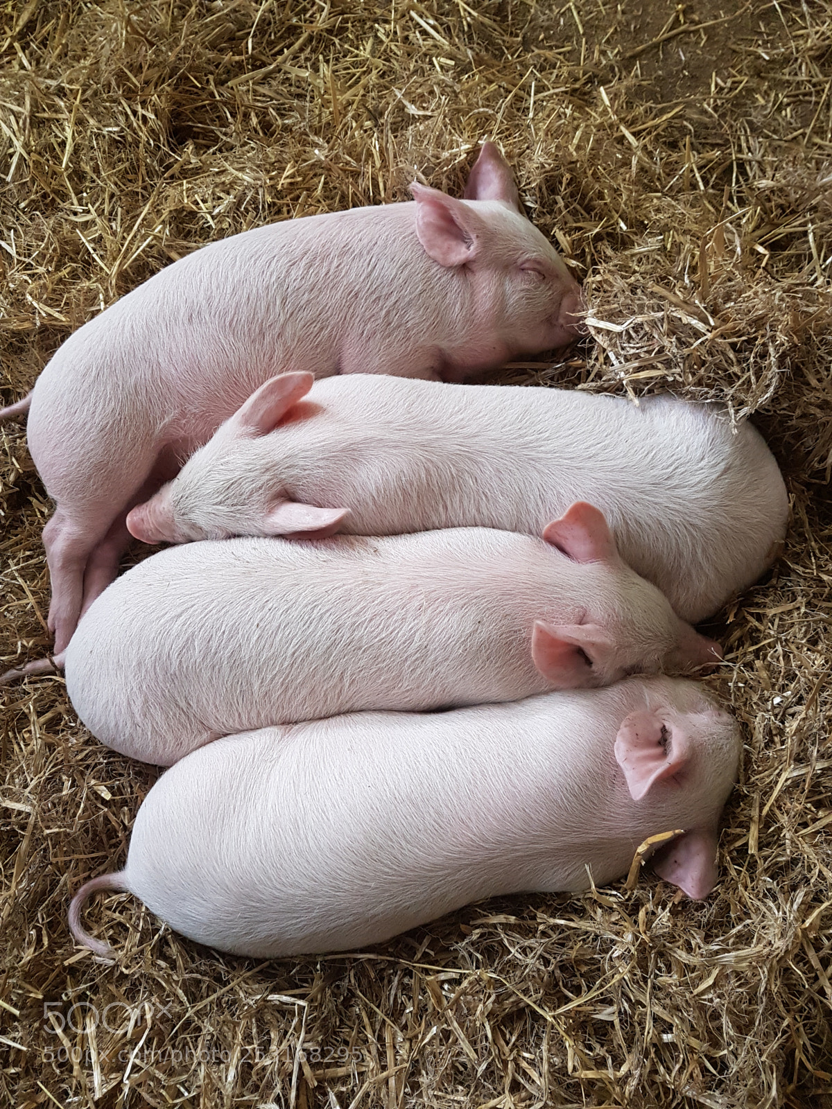 Samsung Galaxy S7 sample photo. Piglets photography