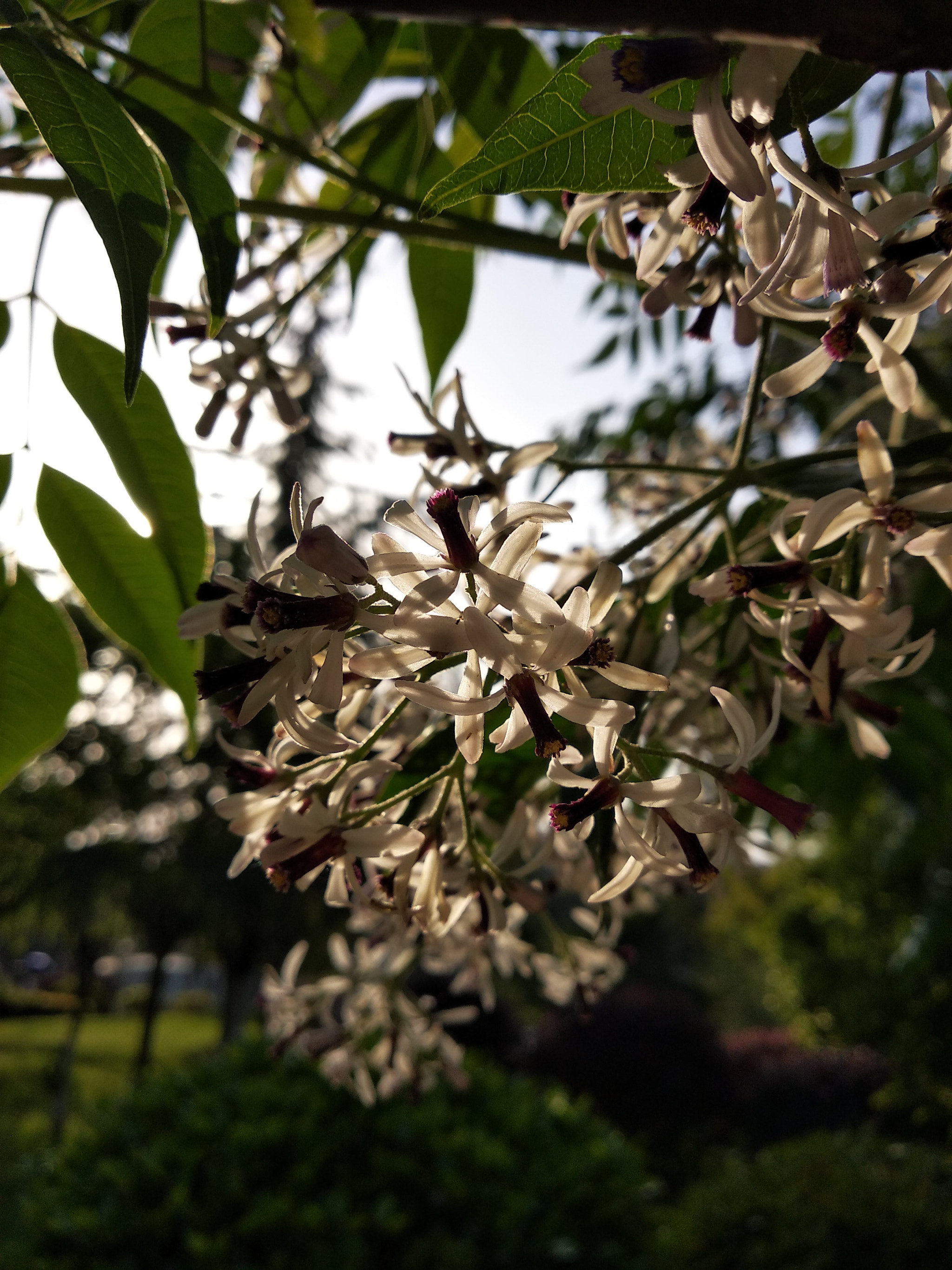 Xiaomi Redmi 5 Plus sample photo